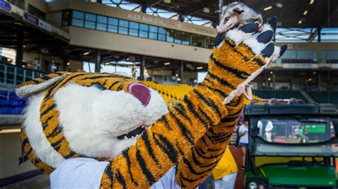 From Cub to King: The Journey of Lsu's Live Mascot